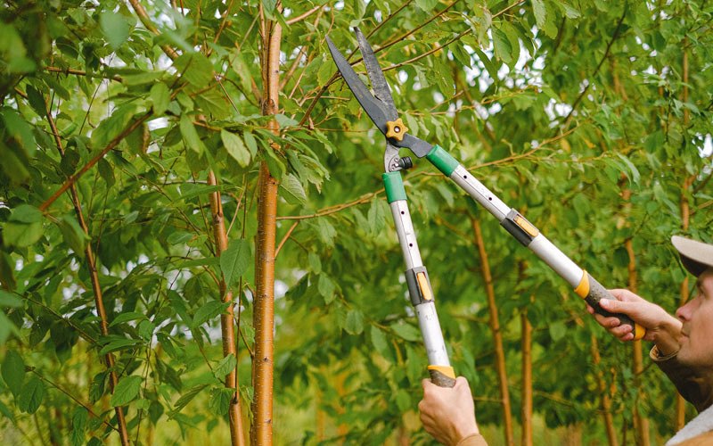 Tree trimming in Grantsburg, IL